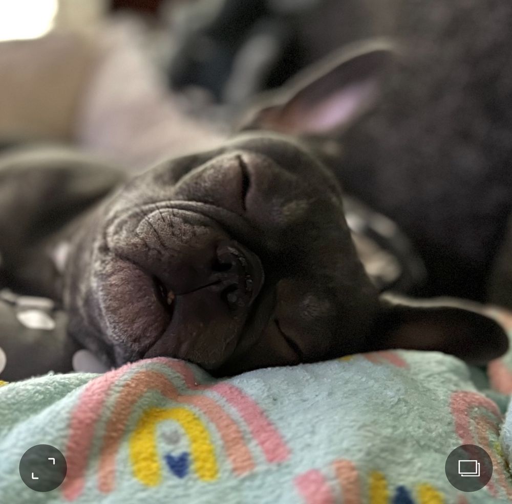 A squished faced Frenchie in deep sleep, radiating the calm of someone who paid off her care credit card and doesn’t talk to their coworkers.