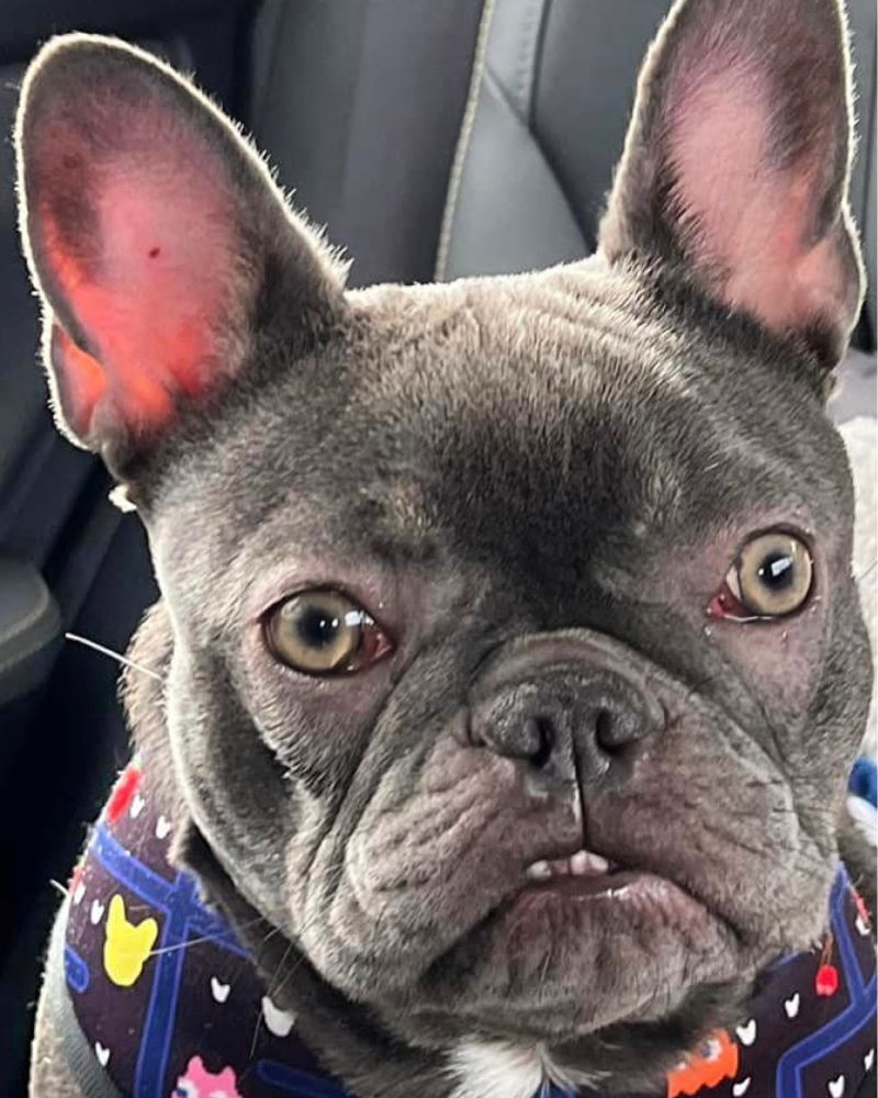 Close-up photo of a lilac French bulldog named Sylvie sitting in a car, wearing a colorful Pac-Man harness with cartoon ghost designs. Sylvie’s ears are perked up, her eyes are slightly droopy, and her lower lip is adorably sticking out, giving her a grumpy yet endearing expression.