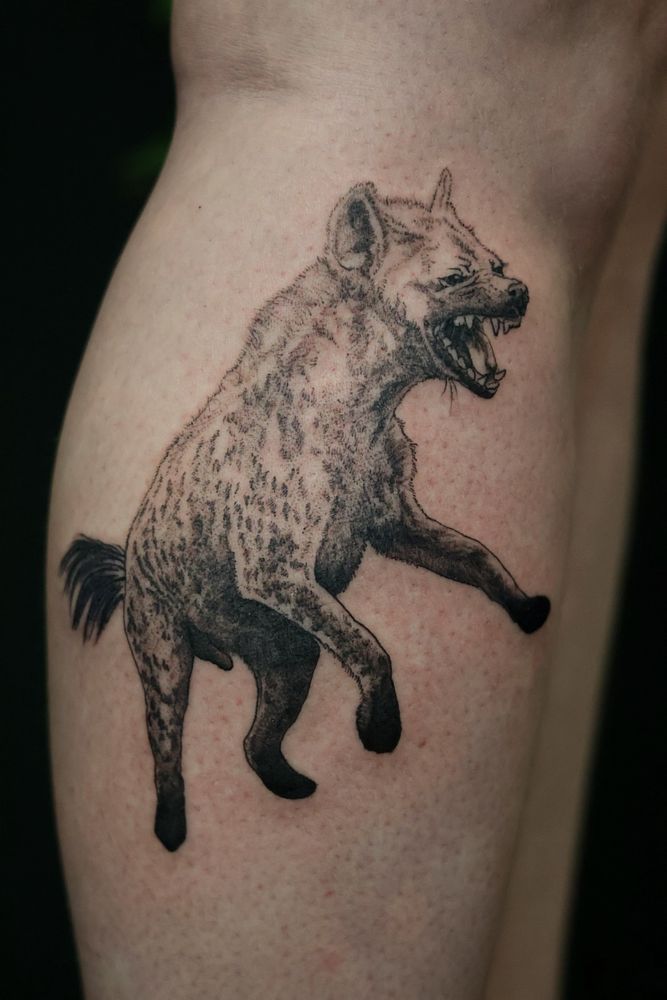 A closeup of a spotted hyena tattoo on the outside of the leg made in black and gray ink 
