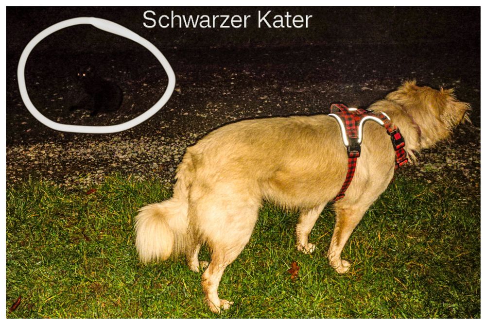 Nahaufnahme. Feldweg. Im Vordergrund, stehend, eine cremefarbene Hündin mit roten Geschirr, die nacht rechts schaut. Schräg links dahinter 2 leuchtende Punkte, eingekreist und mit "schwarzer Kater" beschriftet. 