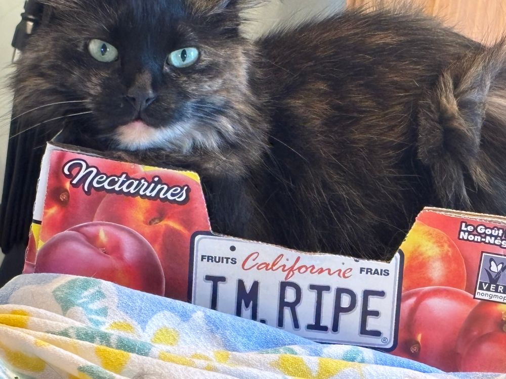 Mostly black tortie has assumed shape of nectarine box. Said box reads “I’m Ripe”. No lies detected.