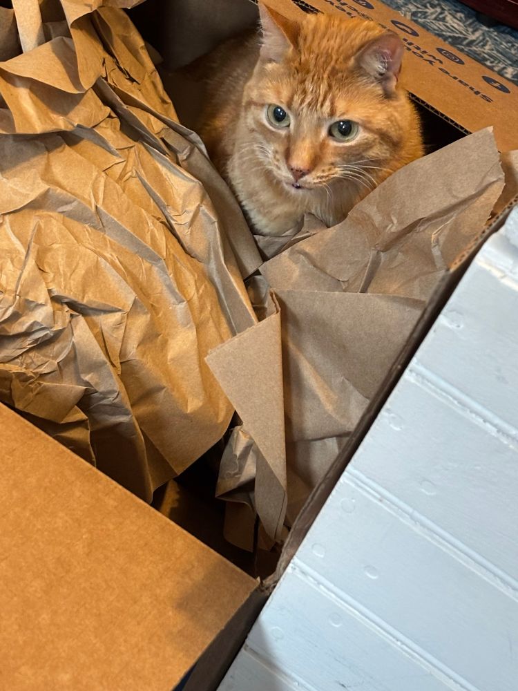 An orange tabby in the Chewy box with crinkle papers, living his best life.