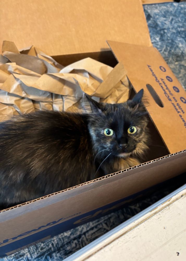 A black tortie in the Chewy Box, with crinkle papers, surprised by joy.