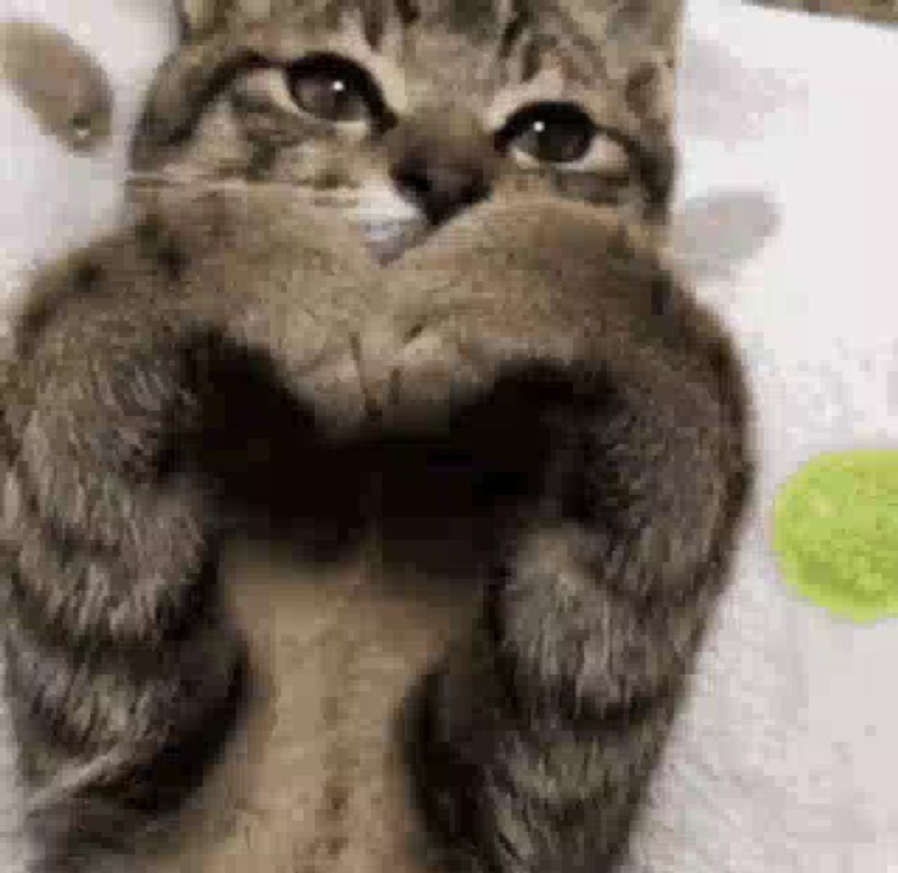 a cat is making a heart shape with its paws and looking at the camera .