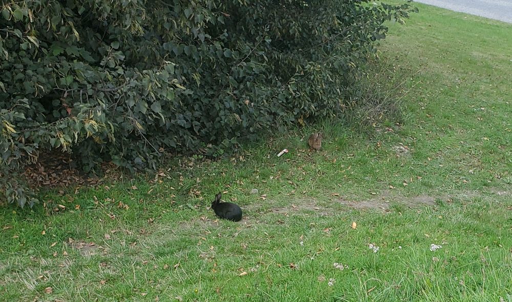 brown and Black rabbit near bushes
