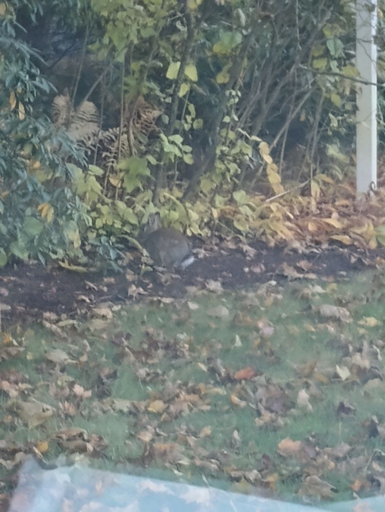 brown rabbit on lawn