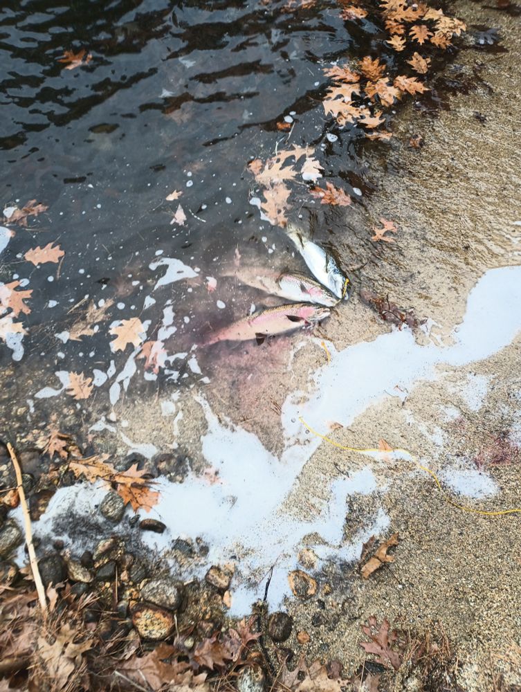 Three caught fish tethered to a line in the water