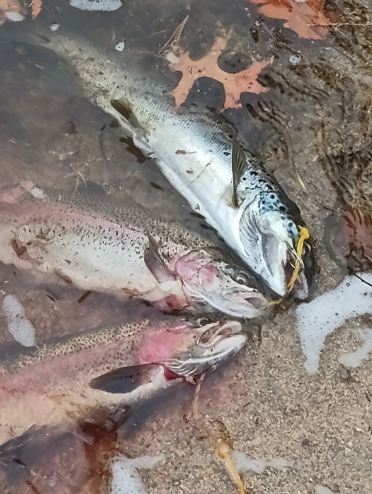 One salmon two rainbow trout on line 