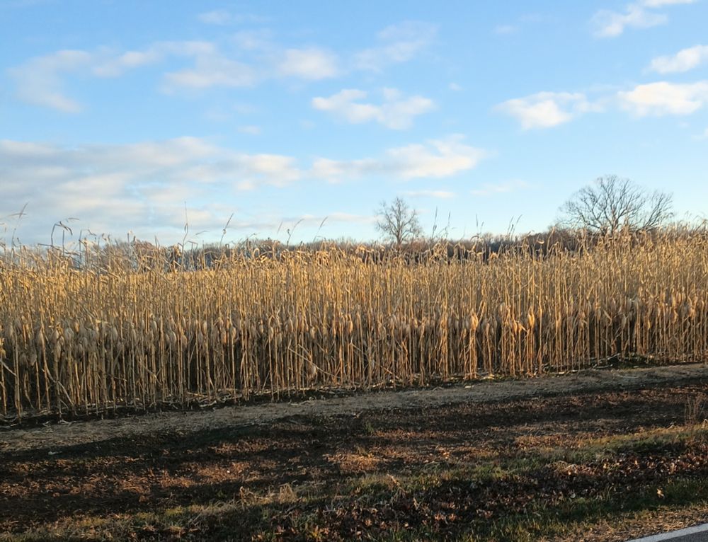 Dead corn stalks