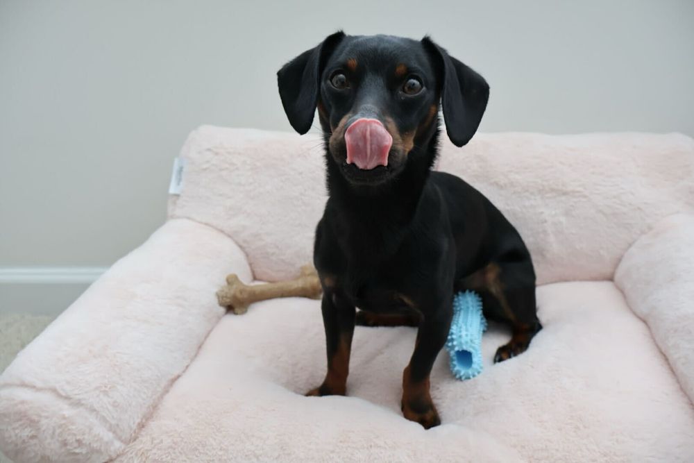 Slinky Frazier (named after Toy Story). Follow Slinky at @slinkytheedoxie on Instagram!
