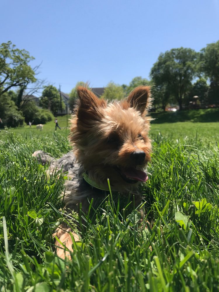 Leo