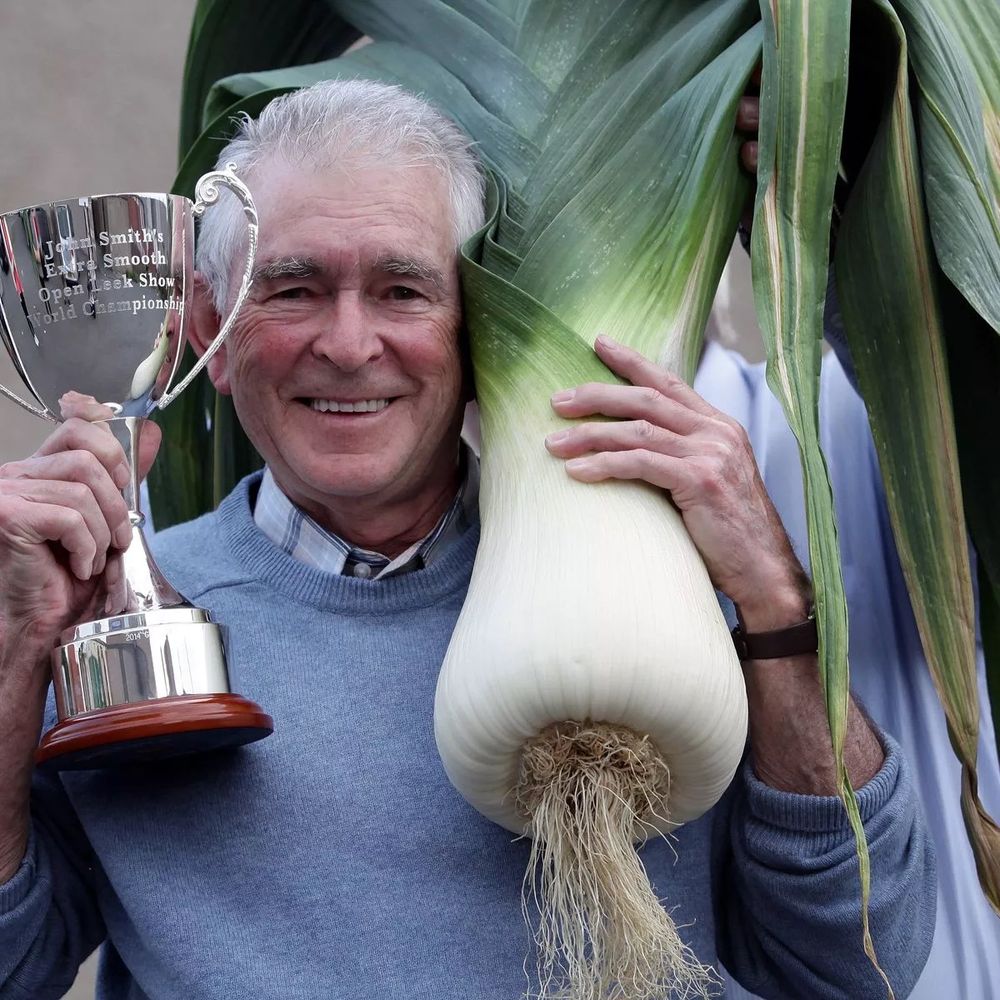 A three pot leek by retired builder Geoff Moscrop, 70, measured a stunning 572 cubic inches - 40ins bigger than the previous record