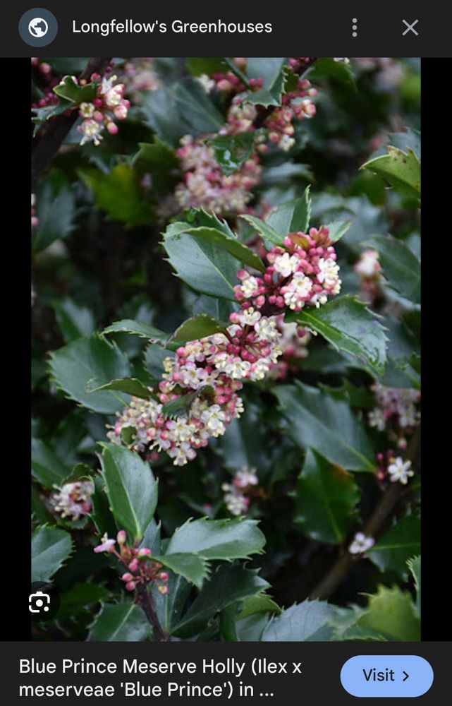Blue Prince Meserve Holly (Ilex x Meservae). 
A flowering Holly bush with small pink berries and white flowers atop glossy oval shaped leaves with jagged edge. 