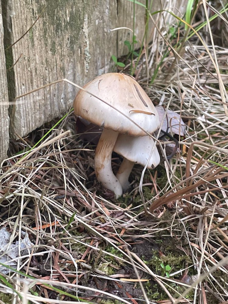 A brownish white mushroom by a fence 