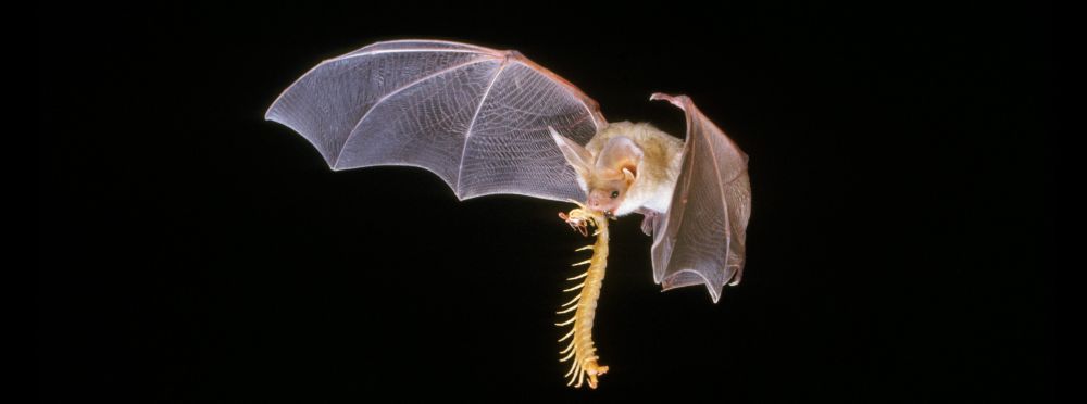 A sandy-colored Pallid bat flying with a large centipede in its jaws. Look at the size of those ears! This bat species is also a great pollinator of many desert flowers and fruits.