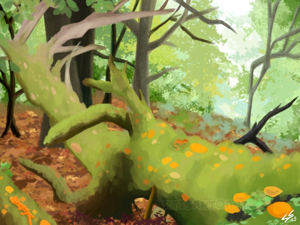 a digital painting of a mossy forest