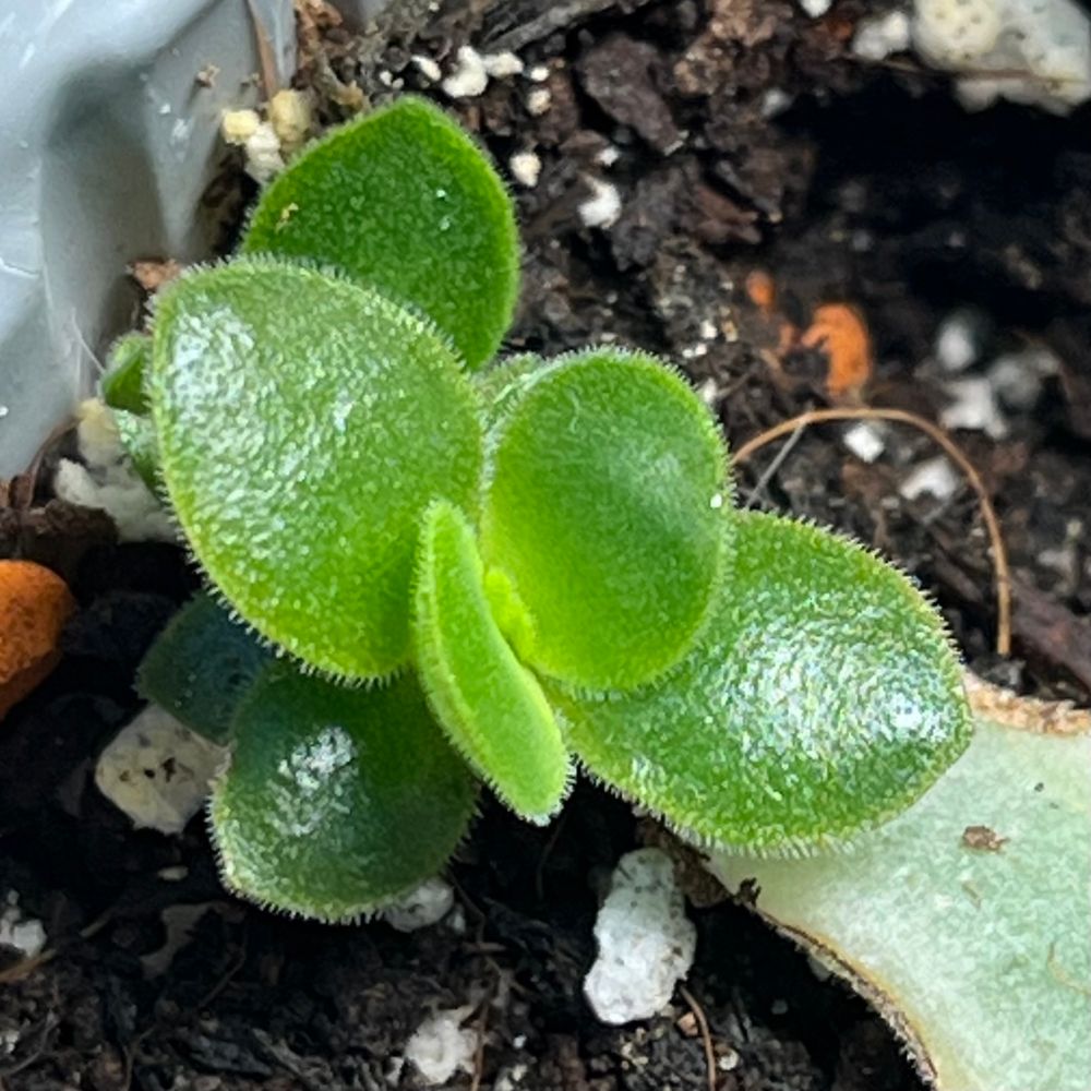 Small leaf propagated succulent - small green cluster of bright green leaves with furred edges 