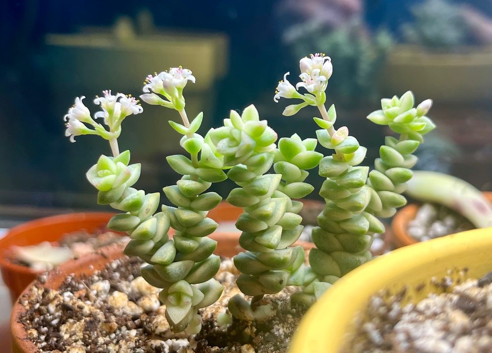 small succulent plant, a variegated Tom Thumb jade, with tiny white flowers