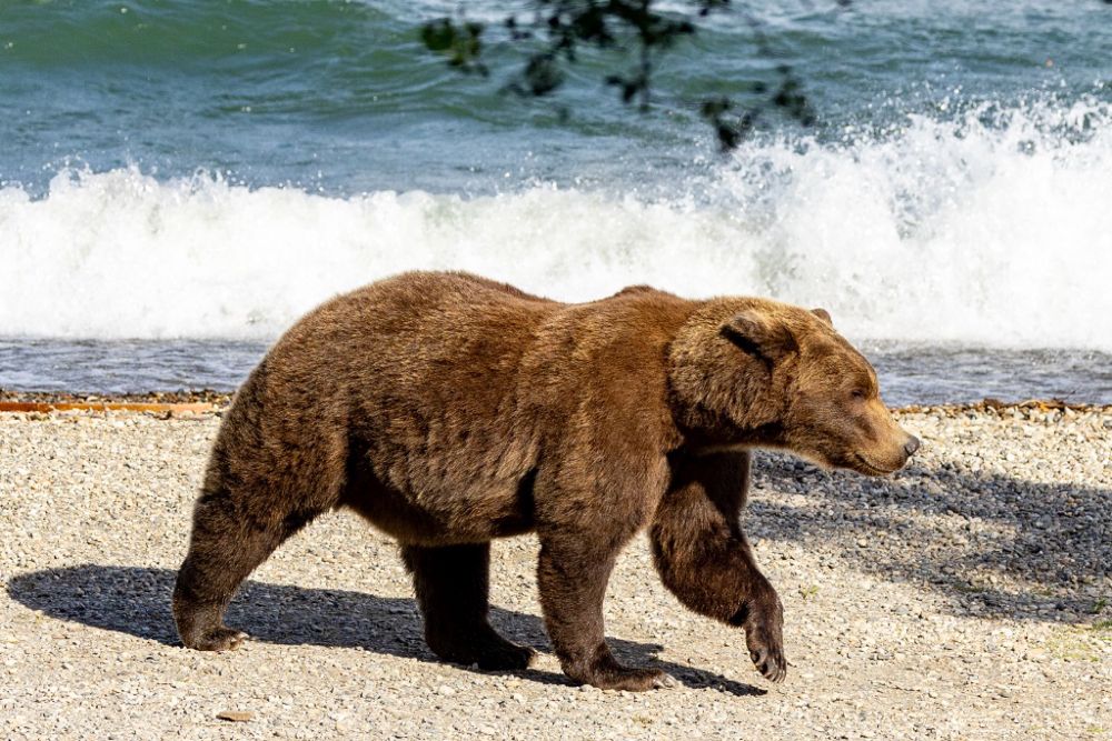 Fat Bear Week 2024 - Katmai National Park & Preserve (U.S. National Park Service)