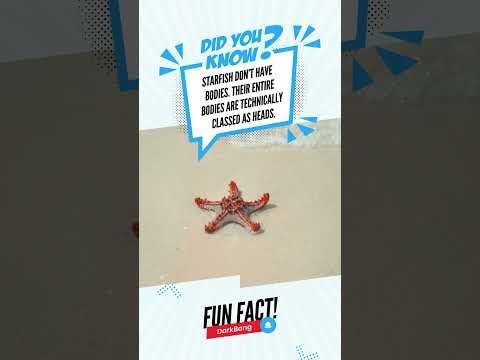DarkBang’s #FunFacts  62