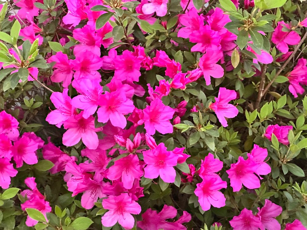 Pink azaleas in full bloom