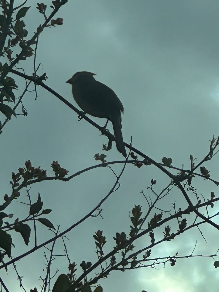 Female cardinal sits on a thin crepe myrtle branch with cloudy grey sky backdrop