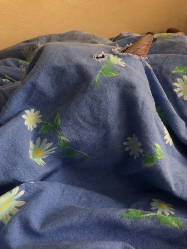 From atop a bump in the middle of a be-floraled bedsheet, through a hole, peeks a cat ear.