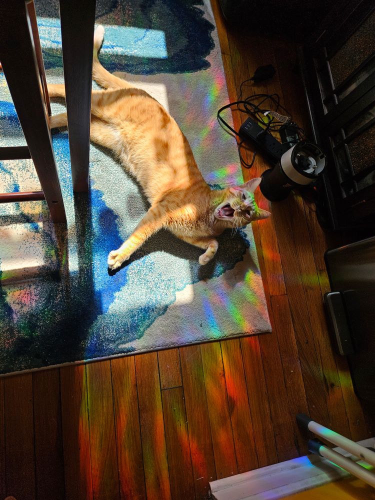 Orange cat laying in the sun on a carpet surrounded by a projected rainbow but now he is yawning. He is still very good.