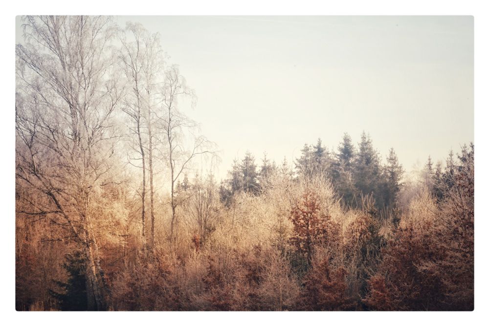 Bäume im Winter am Waldrand. 