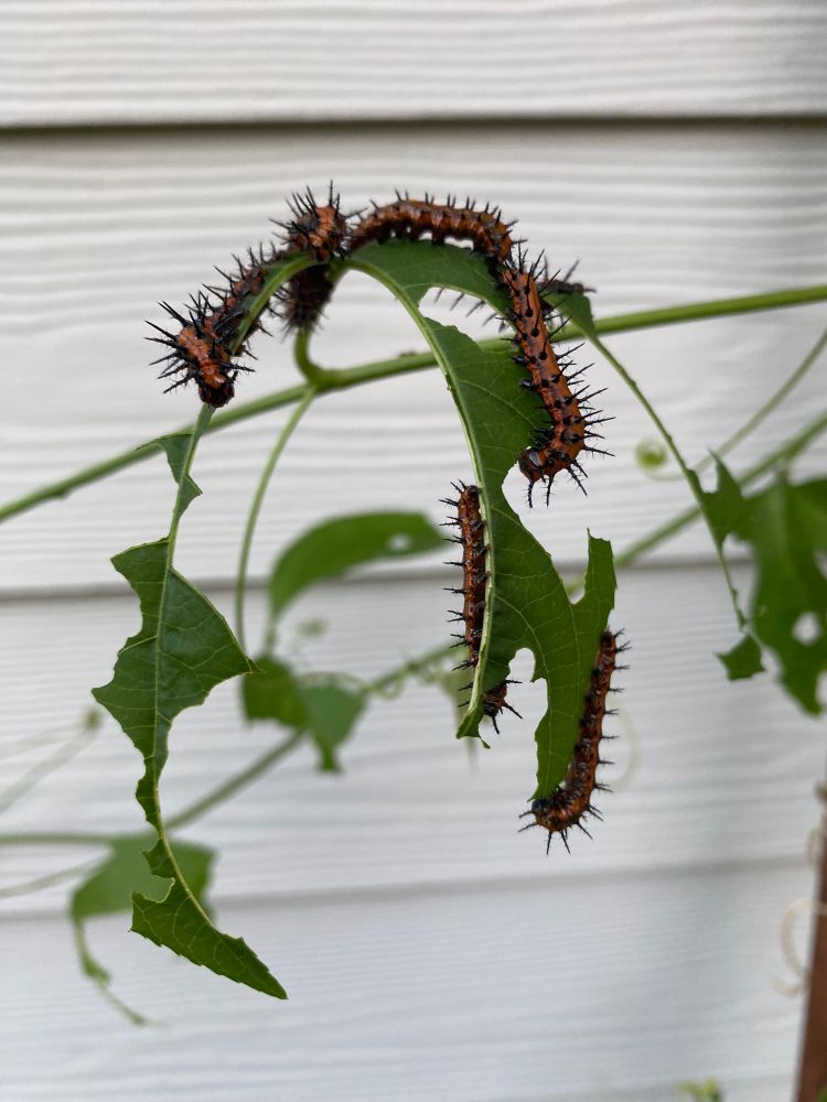 Several orange caterpillars with black stripes feeding on a plant which, judging by the number of leaves that are visibly partially eaten, has clearly been their lunch for quite a while.