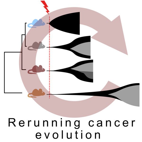 Manuscript logo, phylogenetic tree of mouse strains with different but highly reproducible patterns of cancer evolution. Demonstrated by rerunning cancer evolution in a controlled system.