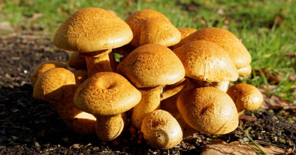 UK Fungus Day | Sarehole Mill | Birmingham Museums