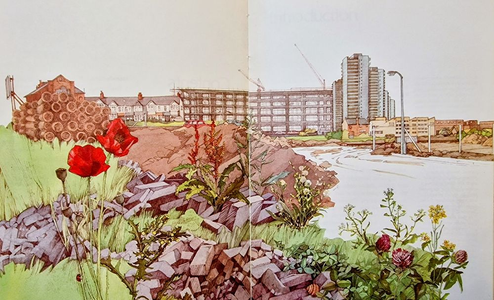 Illustration of plants on waste ground