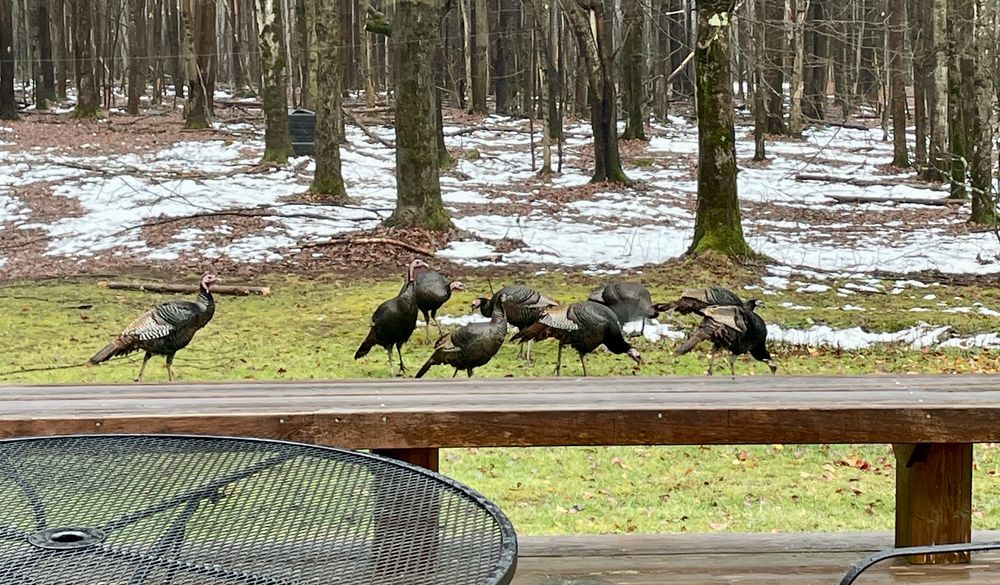 Turkeys in the yard on turkey day
