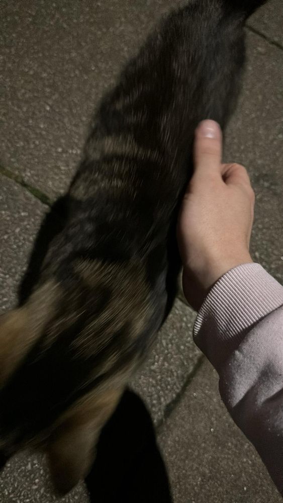 I met a cat in the street