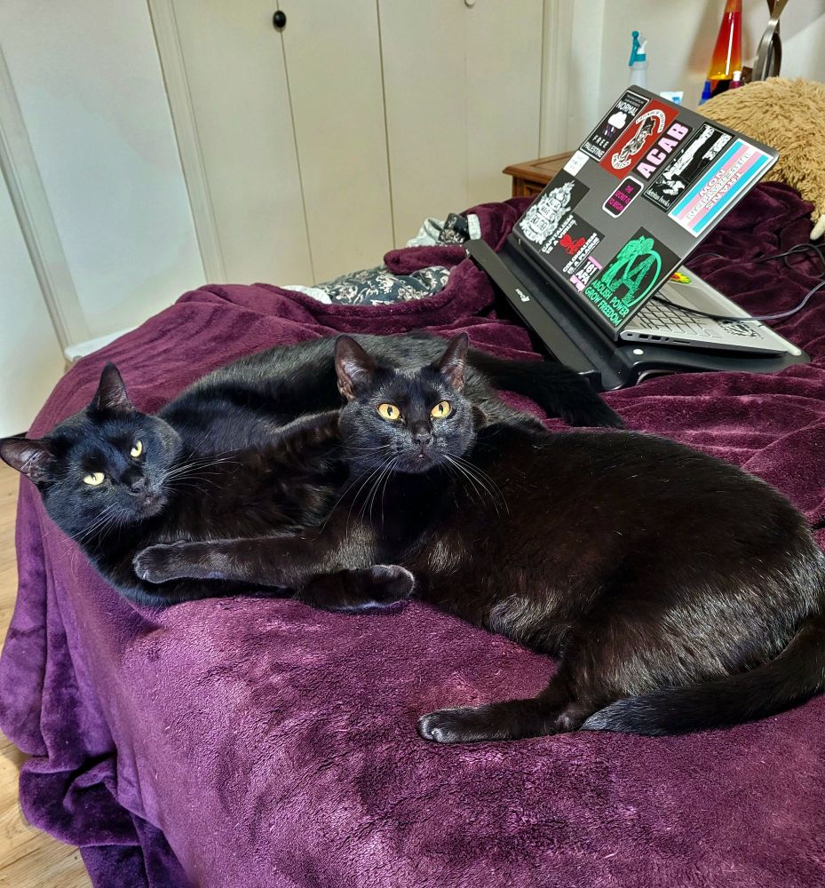 Two black cats cuddling on a bed in front of a laptop