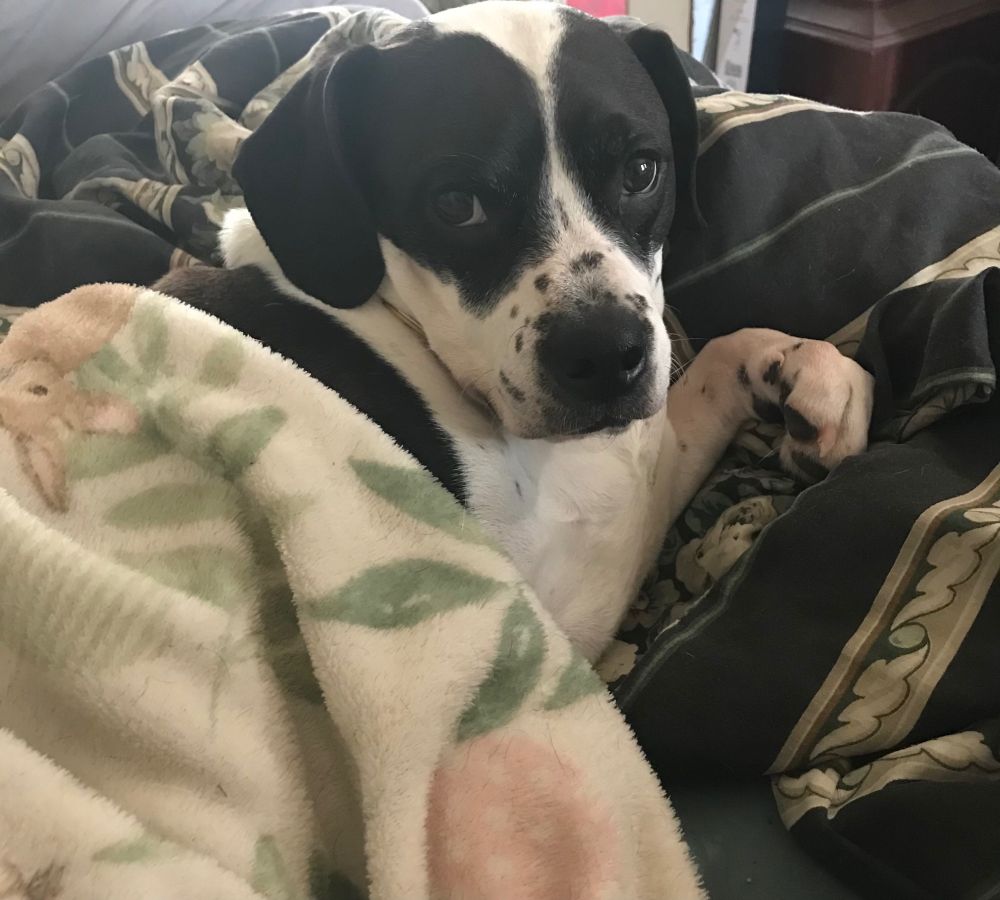A black and white beagle-bulldog mix lying on a blanket, with another partially over him. He looks very cozy.