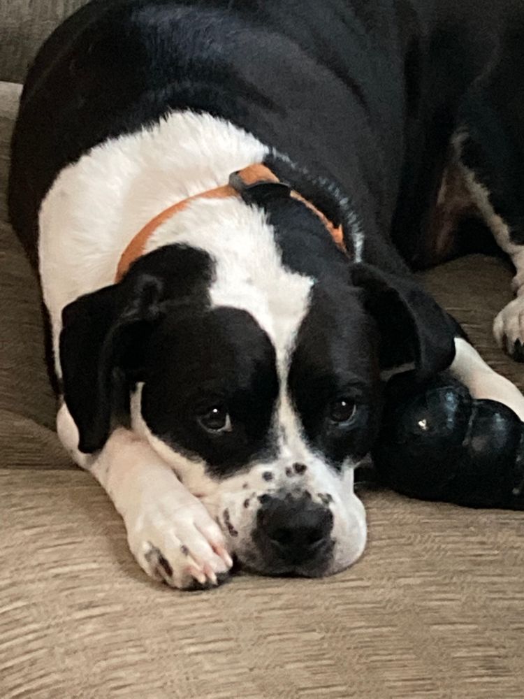 A black and white beagle-bulldog mix laying down on a couch. He has a black toy next to him.