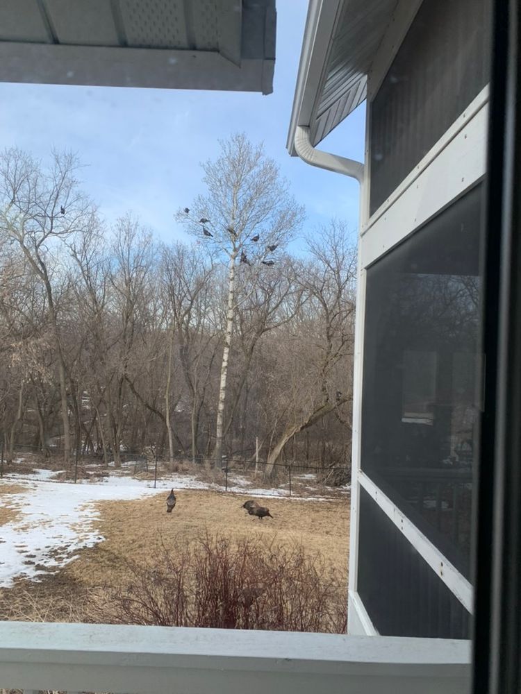 NINE turkeys up in a very tall birch tree and box elder tree. About four stories. Yes. Turkeys CAN fly!