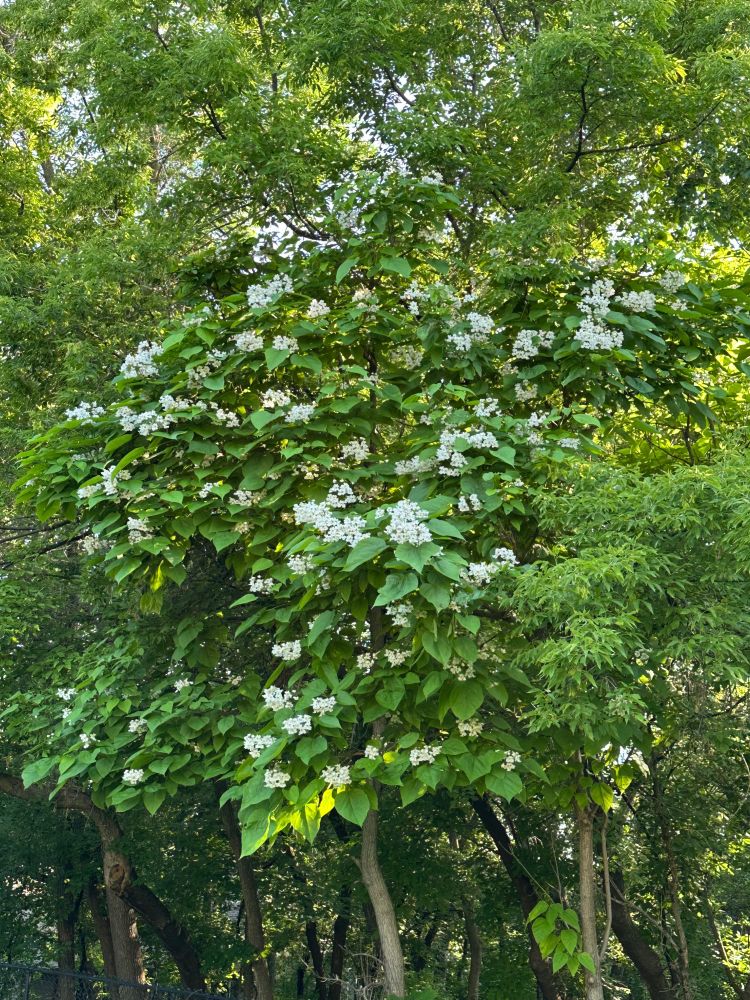 Tree in bloom. Perhaps a catalpa.