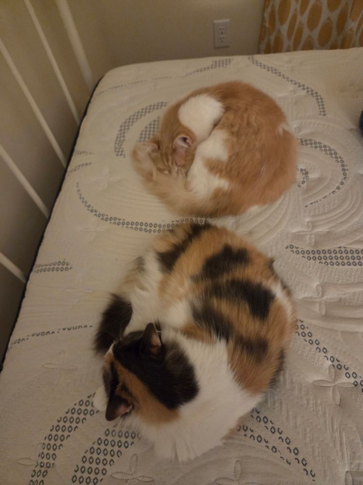 Calico and buff/white cats curled up near each other on a bare mattress.