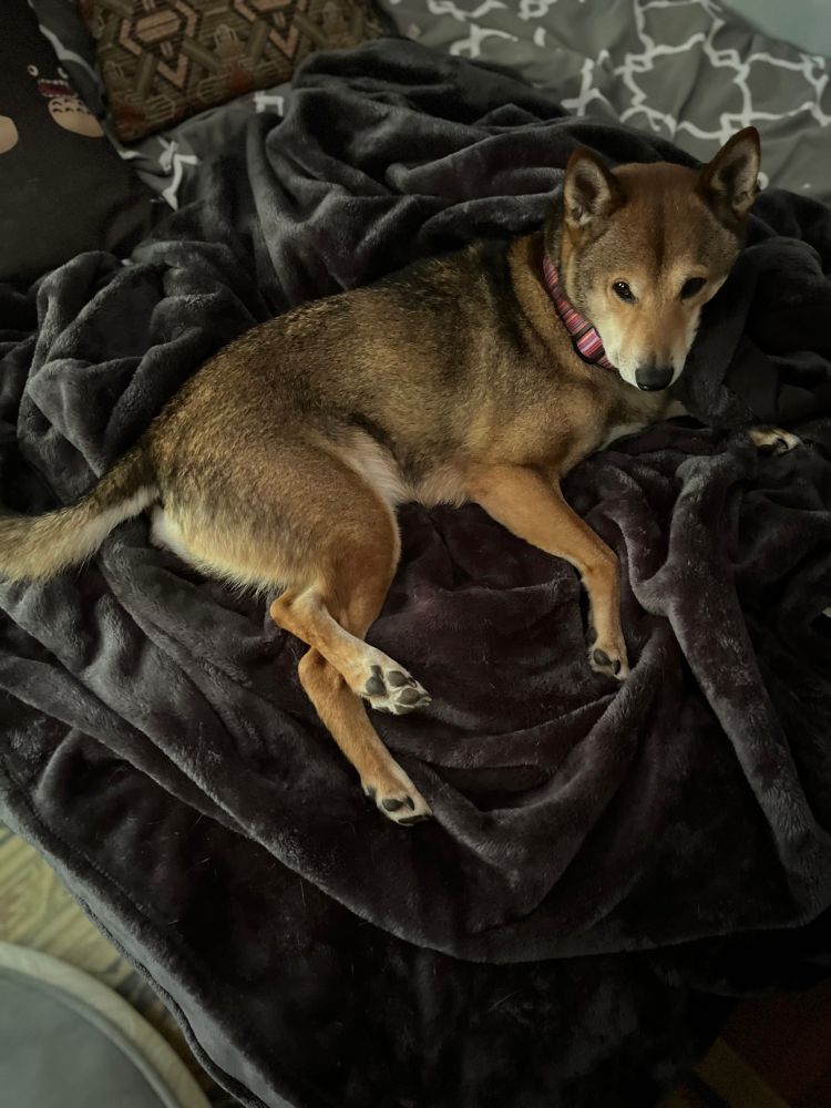 Shiba dog laying on blanket