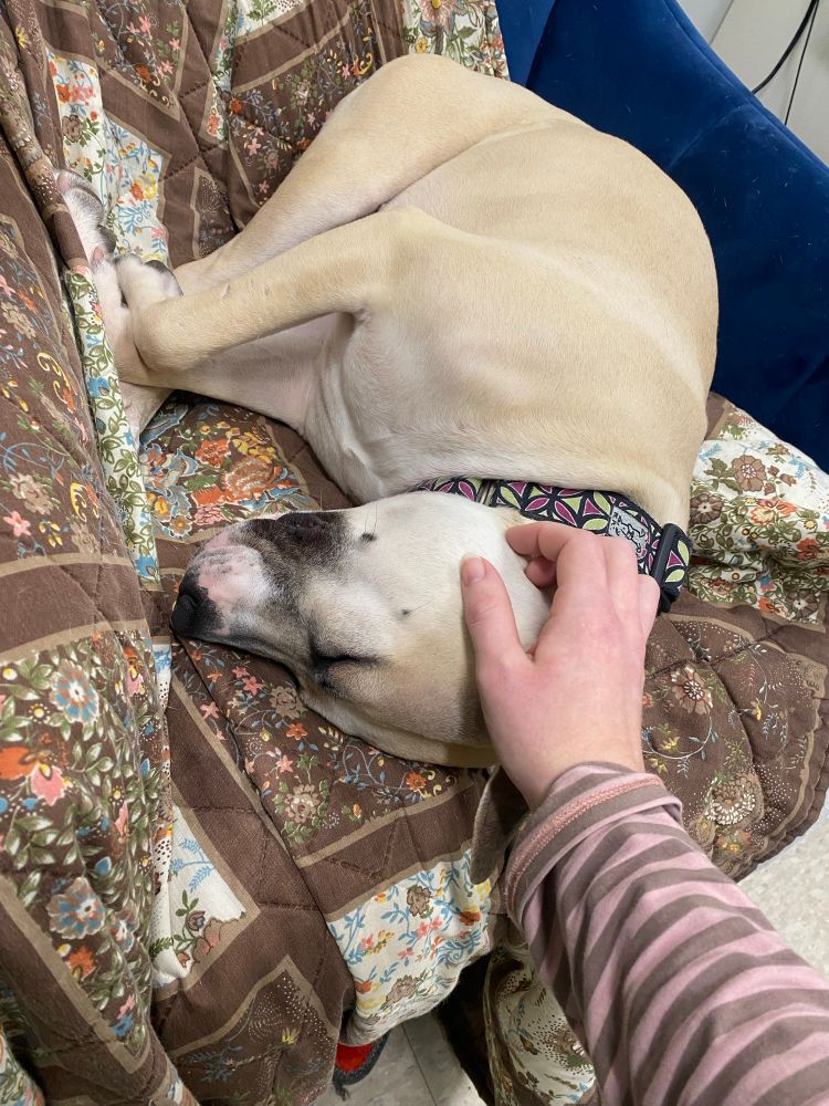 Sleepy sapphy in her chair getting pet on the head because she is a very sweet girl