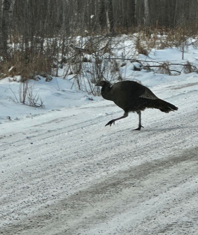 A wild turkey struts across a snow covered road toward a grassy area. 