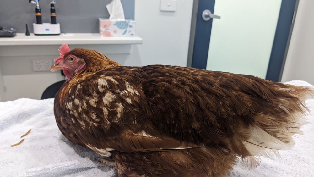 A chicken, sitting quietly on a bench in a vet's consultation room.