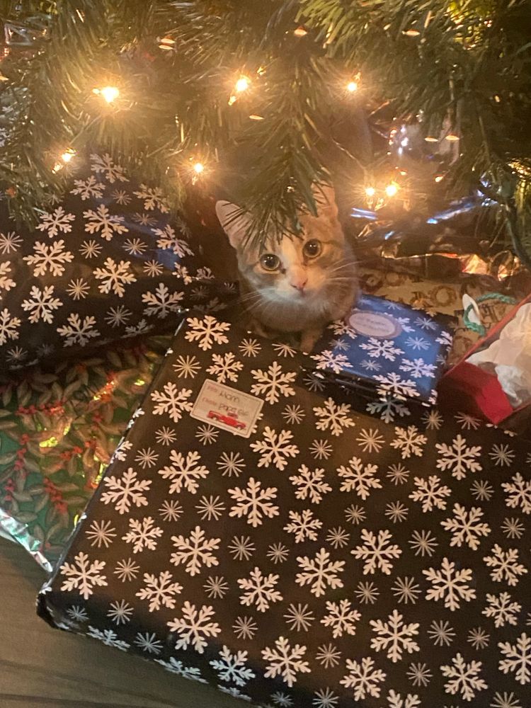 Love the Christmas tree,l