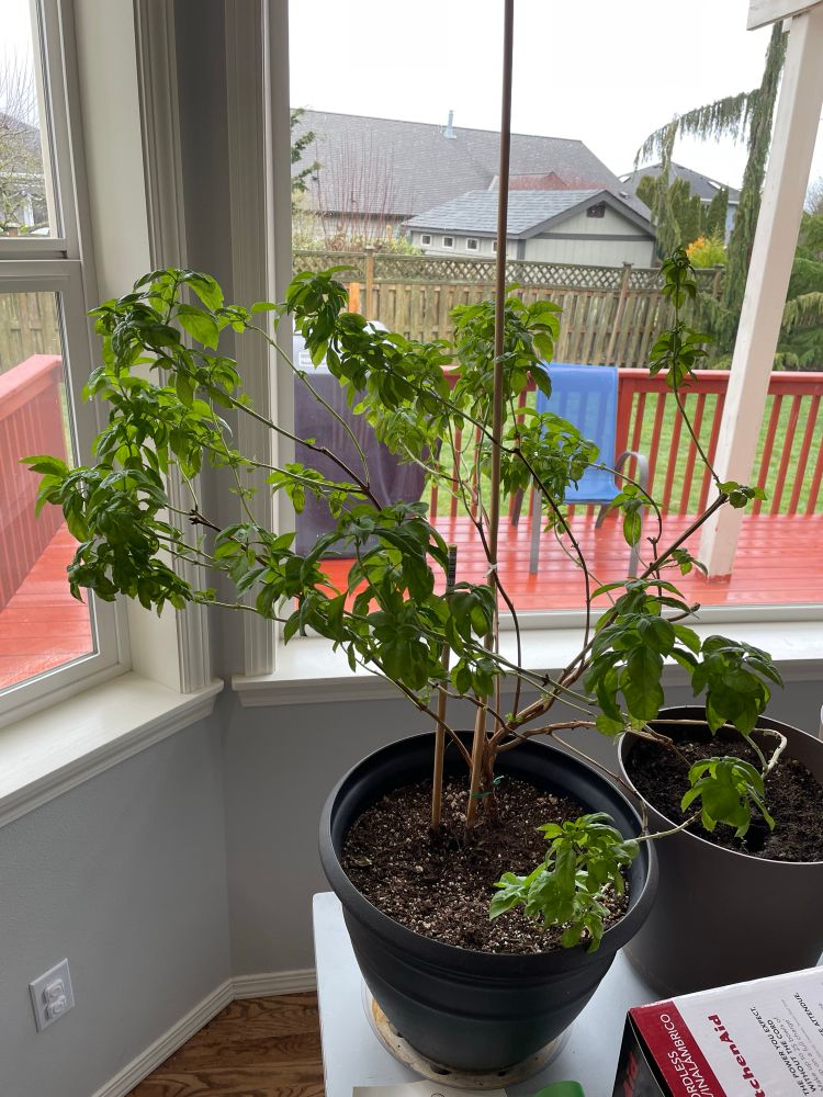 2 feet tall lush plant that seems to be healthy. Smells like fresh basil.