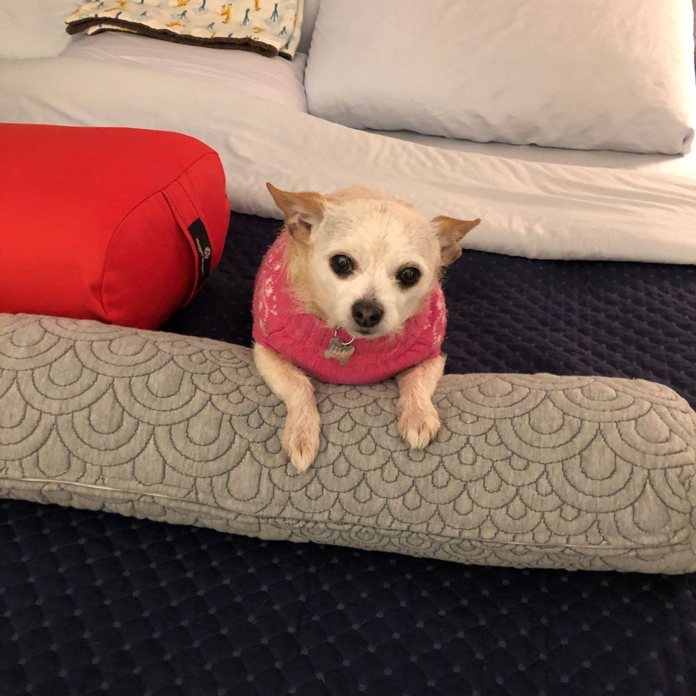 A small dog in a small sweater sits on a human bed