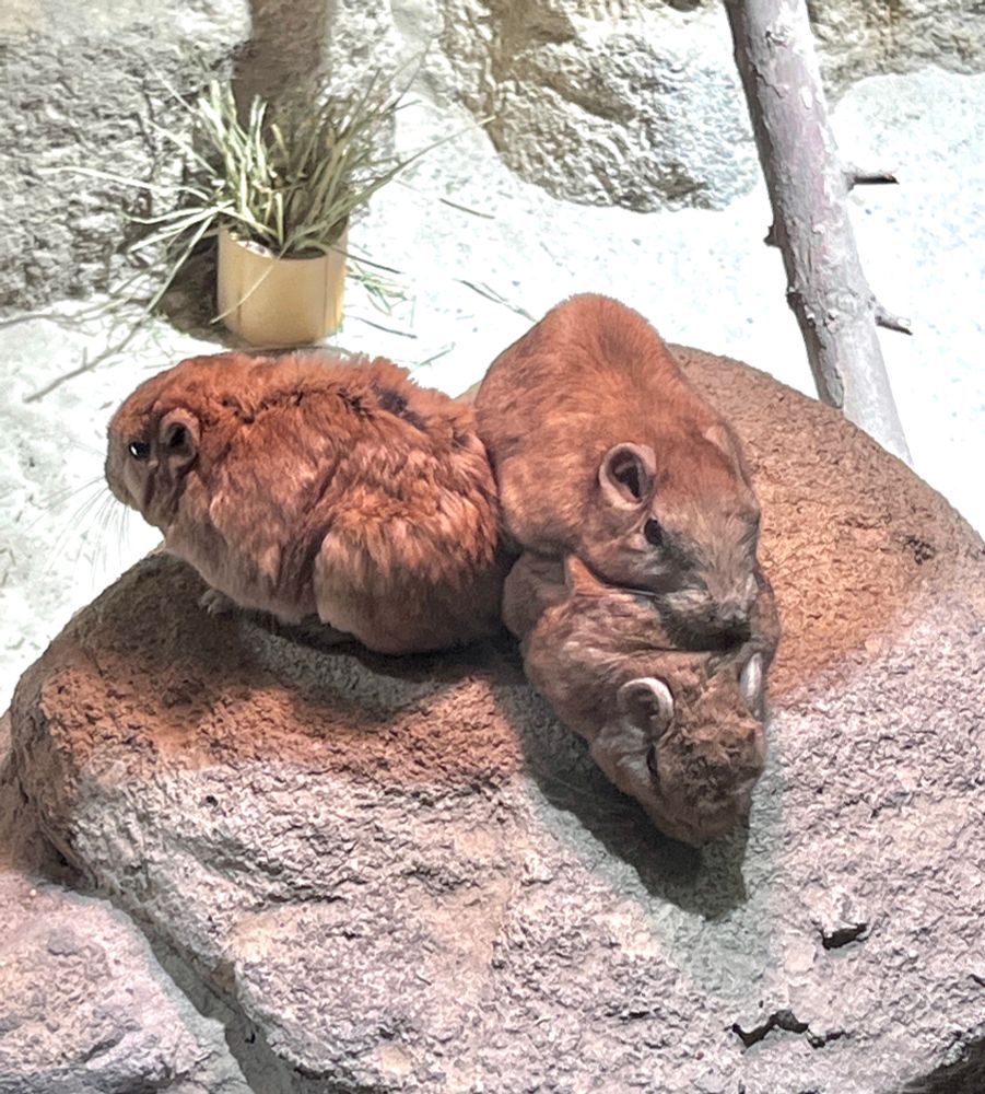 3匹のグンディが身を寄せ合ってもちもちしている。