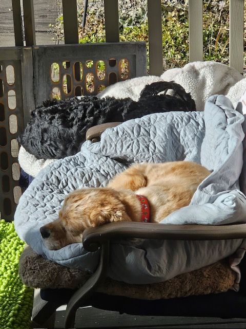 Snoozing American Cocker Spaniels. Blonde female dog in foreground with black puppy in the upper part of the pic. Sun is pouring in on them.